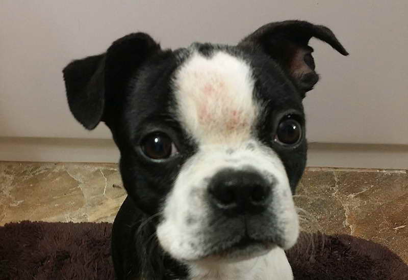 Boston Terrier And Allergies