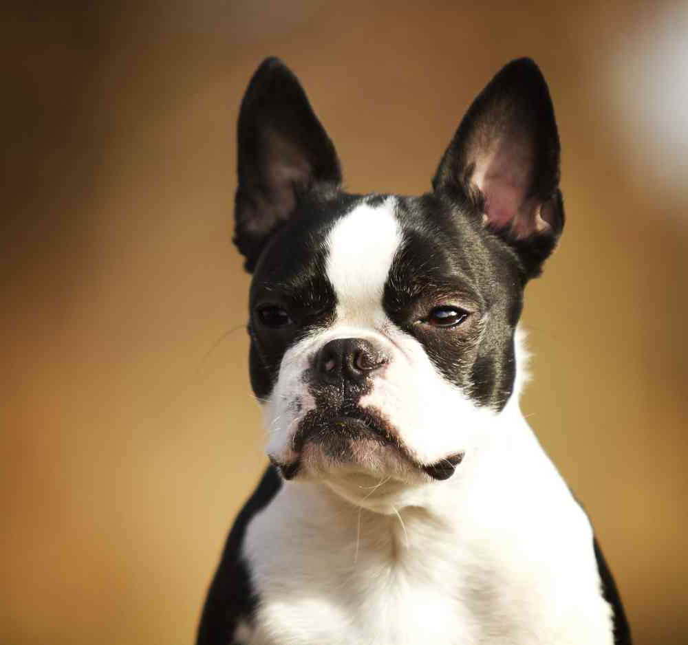 Boston Terrier And French Bulldog Mix