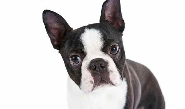 Boston Terrier As Pets