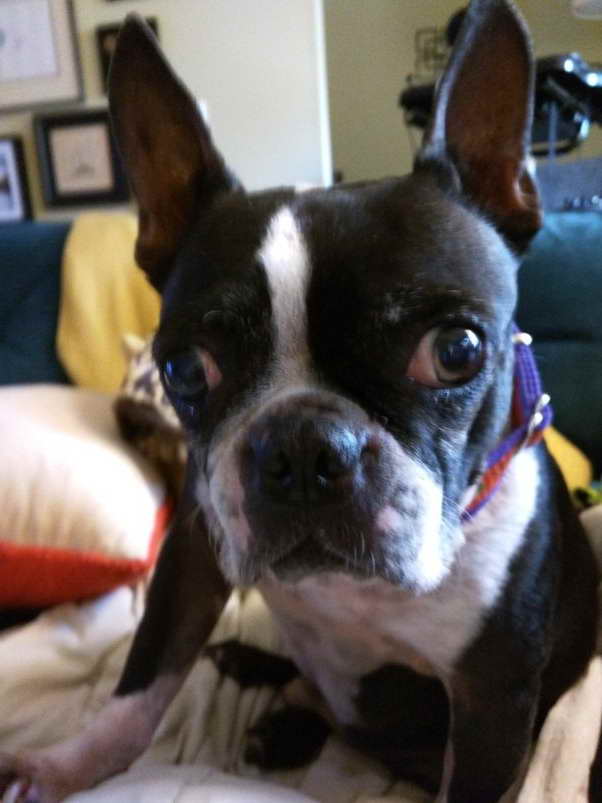 Boston Terrier Atlanta