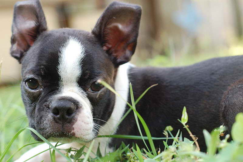 Boston Terrier Az