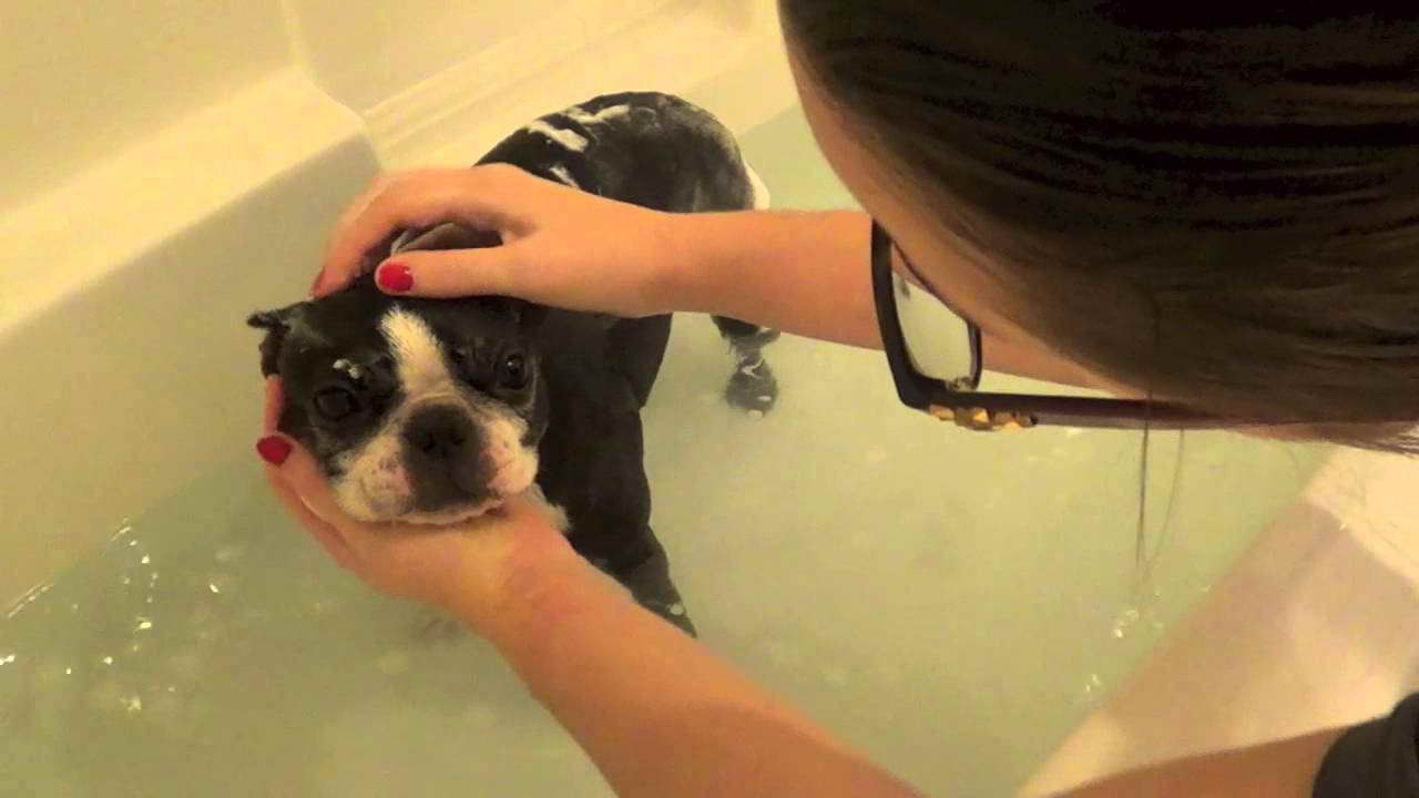 Boston Terrier Bathing