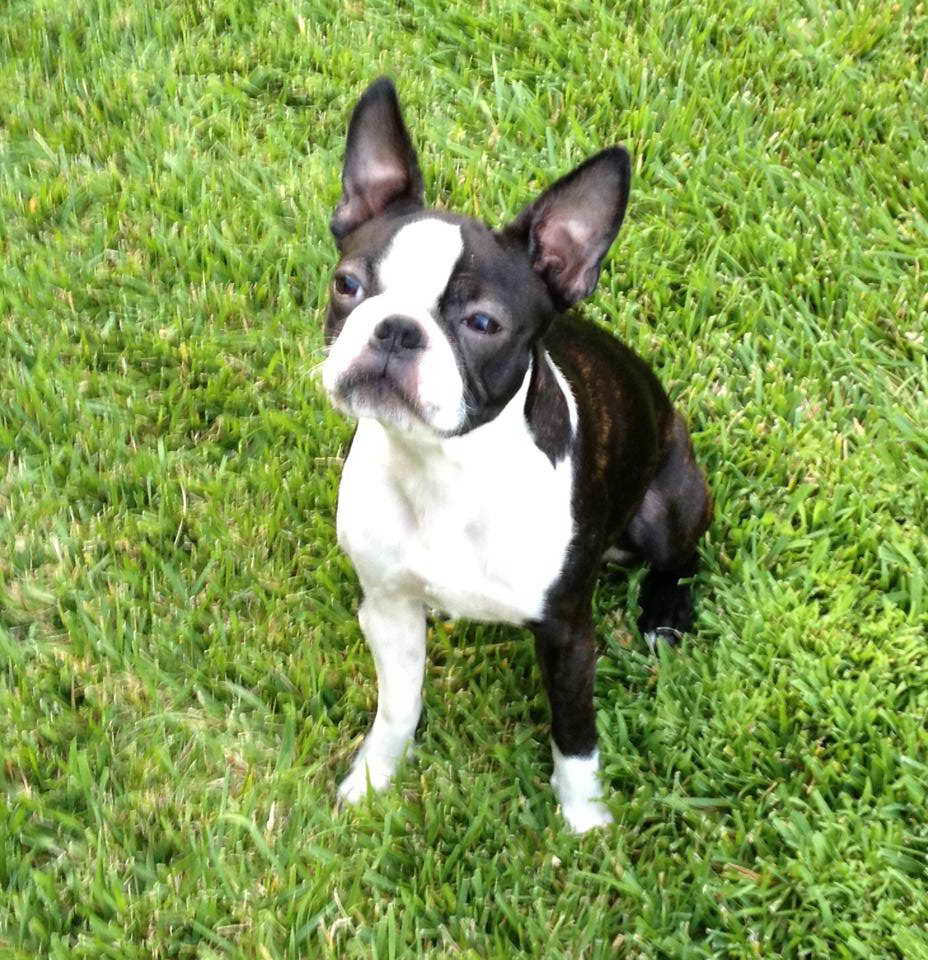 Boston Terrier Bay Area