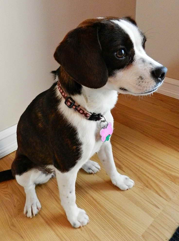 Boston Terrier Beagle Mix For Sale