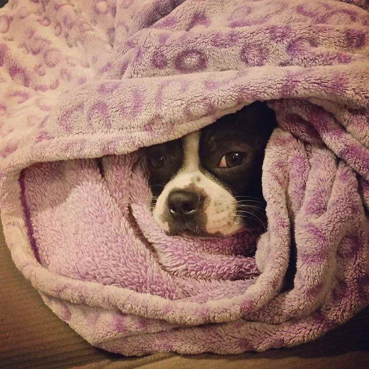 Boston Terrier Blanket