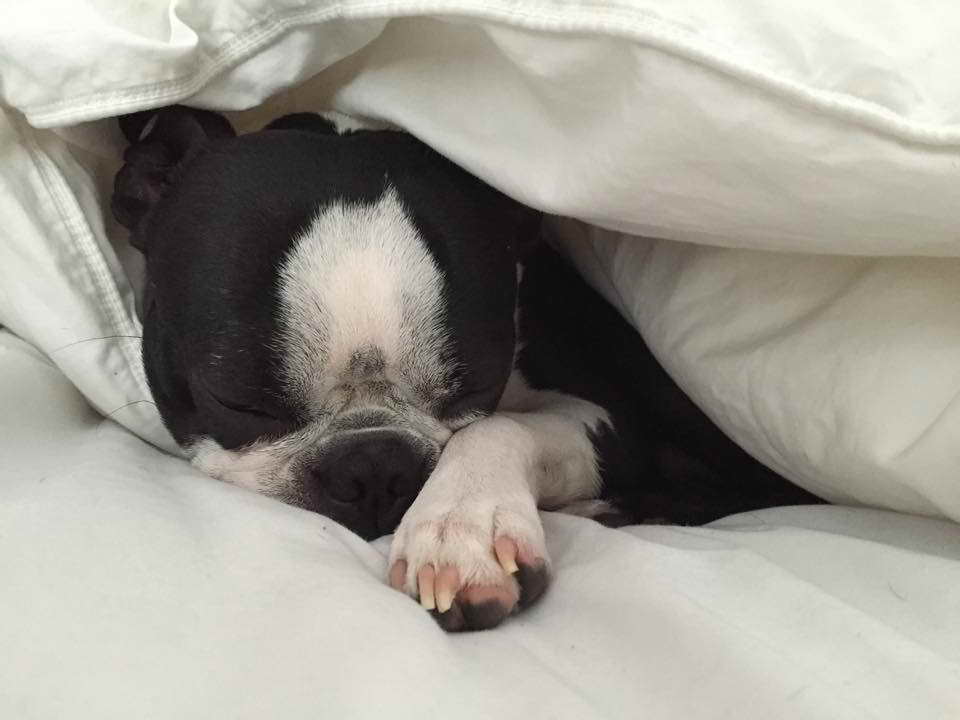 Boston Terrier Blankets