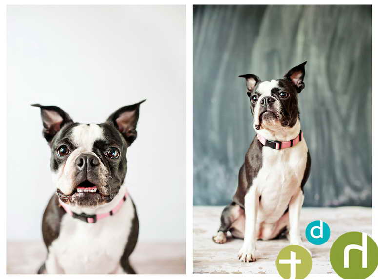 Boston Terrier Blog