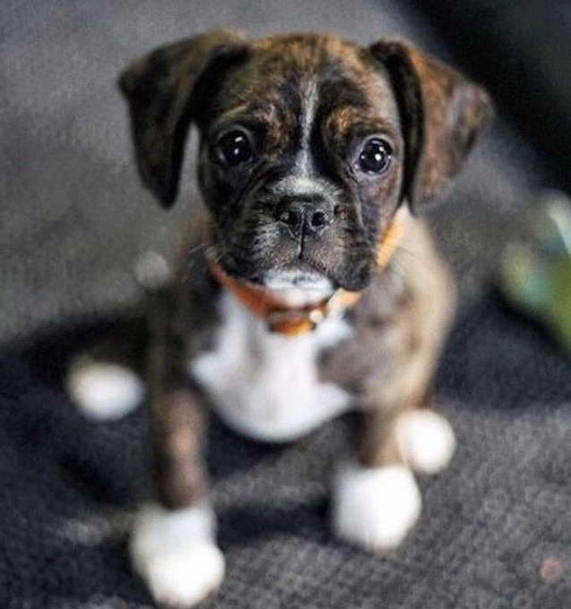 Boston Terrier Boxer Mix Puppies PETSIDI