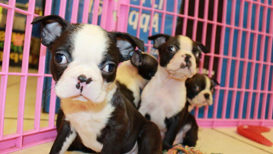 Boston Terrier Breeder Los Angeles