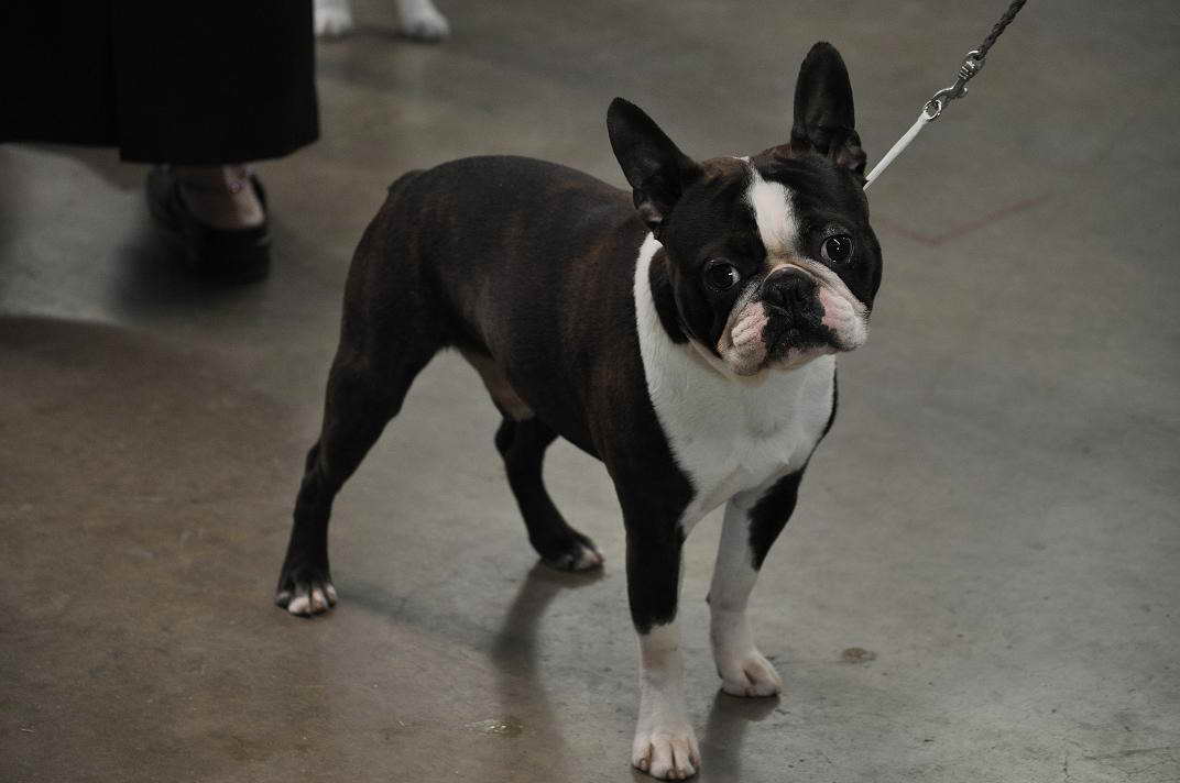 Boston Terrier Breeder Maryland