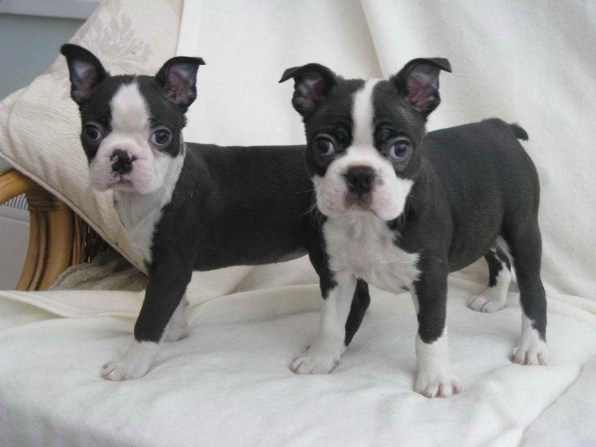 Boston Terrier Breeders Florida