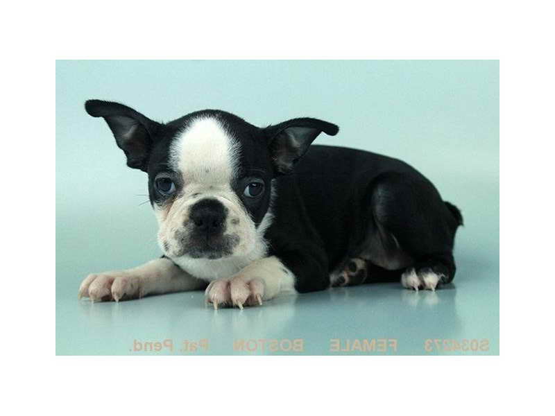 Boston Terrier Breeders Las Vegas