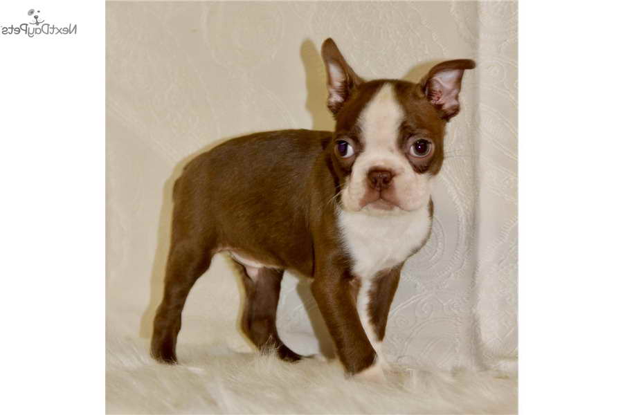 Boston Terrier Breeders Oklahoma