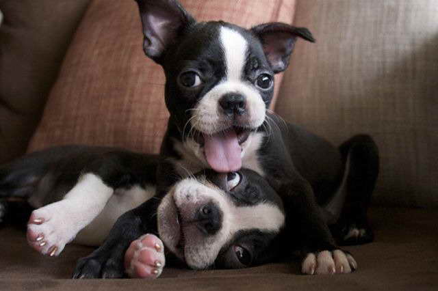 Boston Terrier Breeders