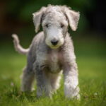 Bedlington Terrier For Adoption