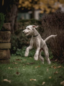 Bedlington Terrier Price Ranges