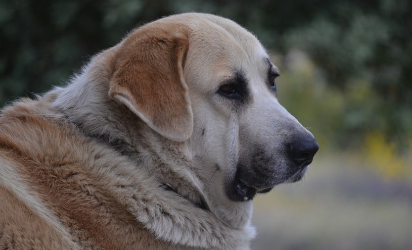 Big Dog Mastiff For Sale