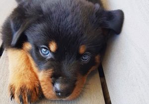 Blue Rottweiler