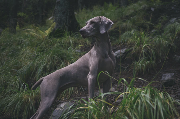 blue great dane puppies for sale in illinois
