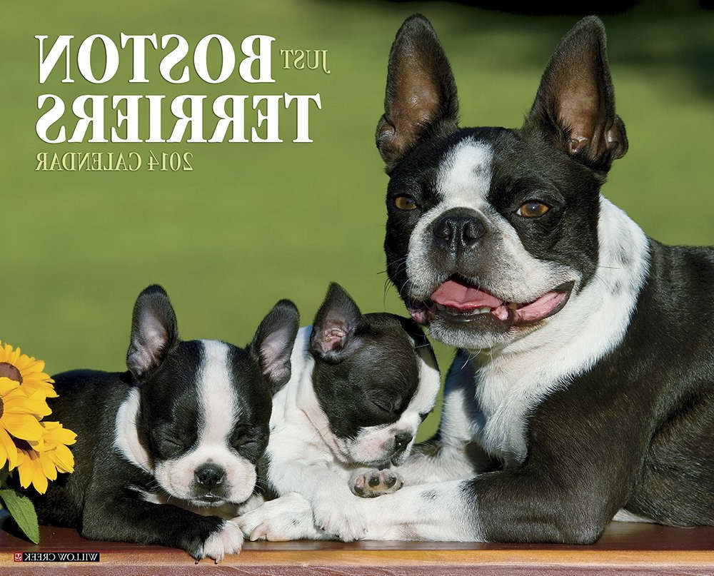 Boston Terrier Calendars