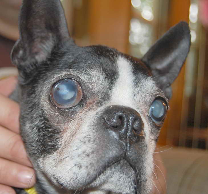 Boston Terrier Cataracts