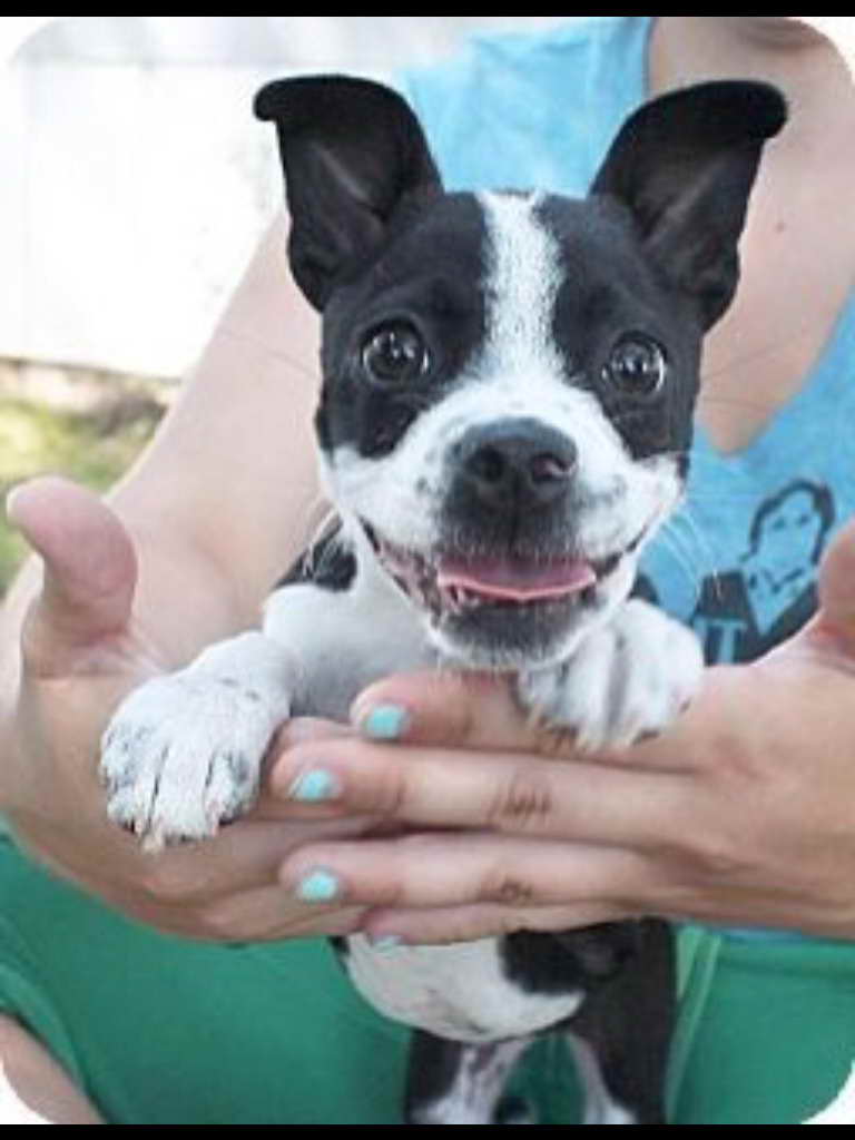 ExuallyTrans Chihuahua Boston Terrier Mix For Sale