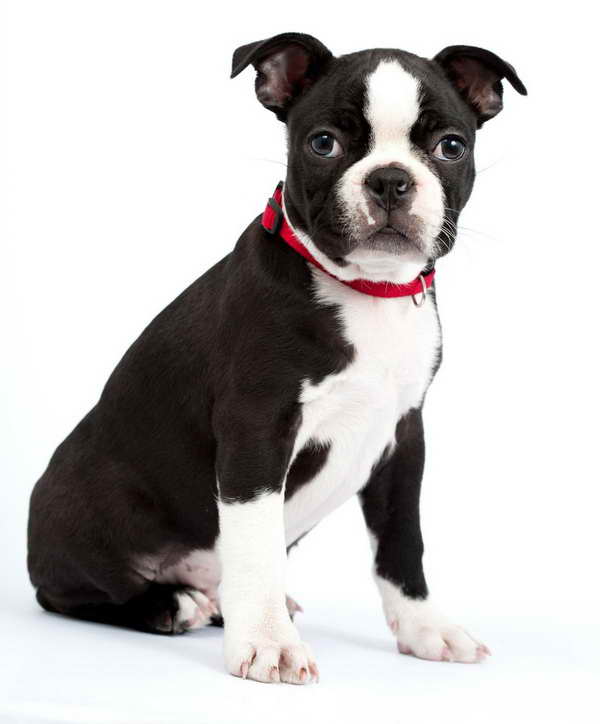 Boston Terrier Chihuahua Mix Puppies