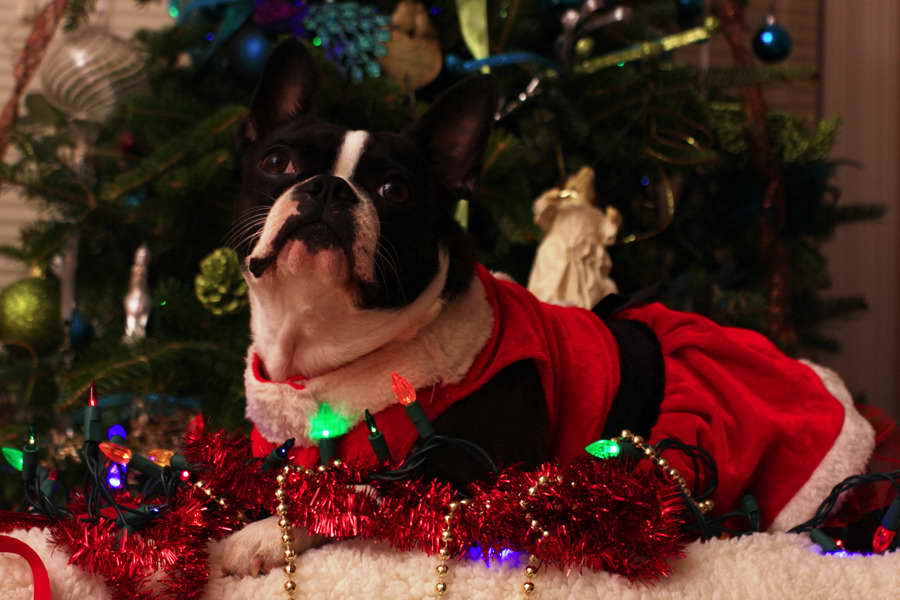 Boston Terrier Christmas Tree