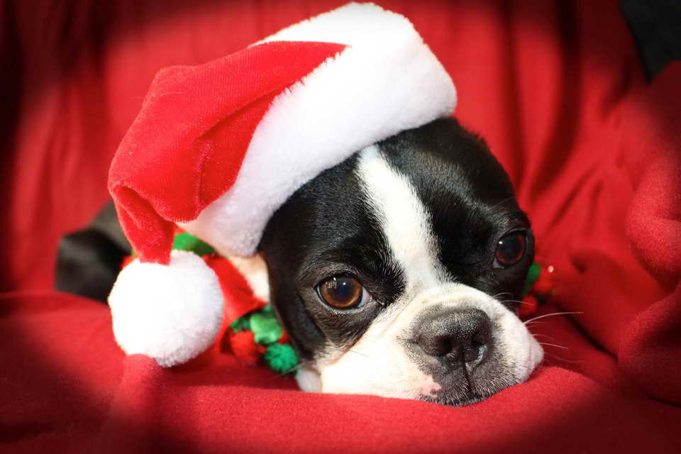 Boston Terrier Christmas PETSIDI