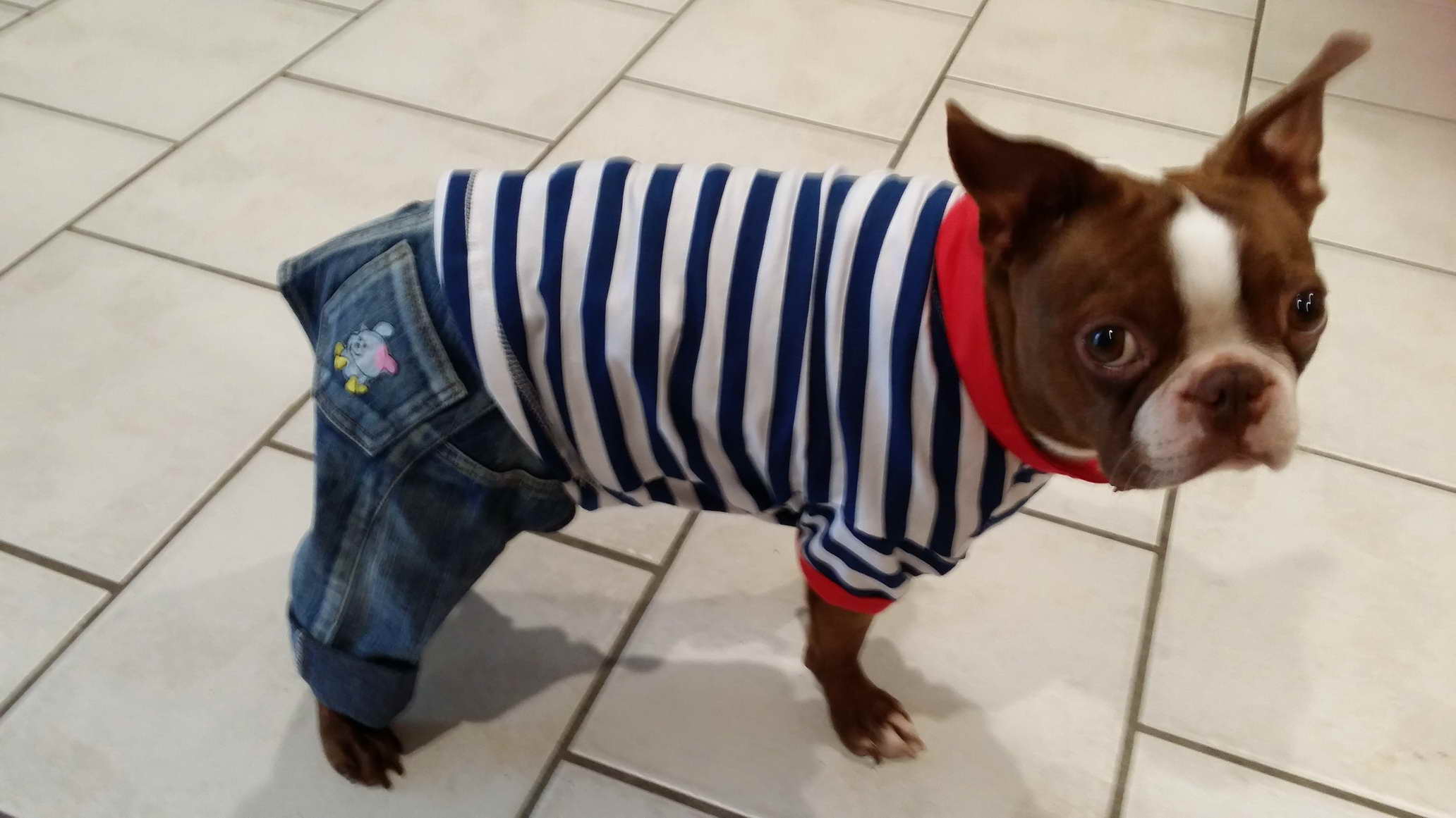 Boston Terrier Clothes For Dogs