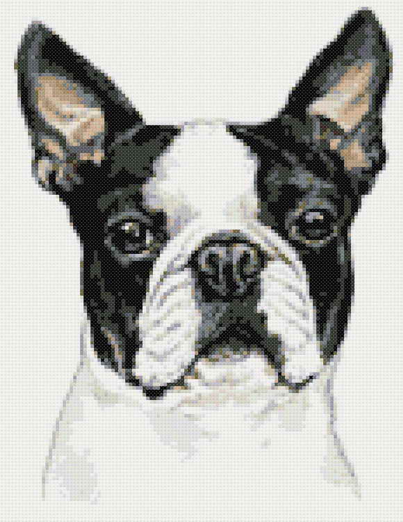Boston Terrier Cross Stitch | PETSIDI