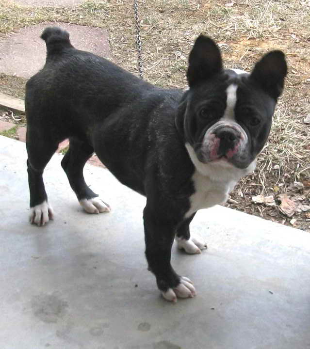 Boston Terrier Dachshund Mix Puppies For Sale