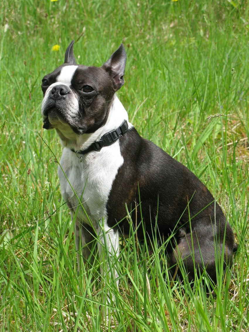 Boston Terrier Dog For Sale