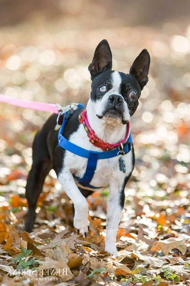 Boston Terrier Dog Rescue