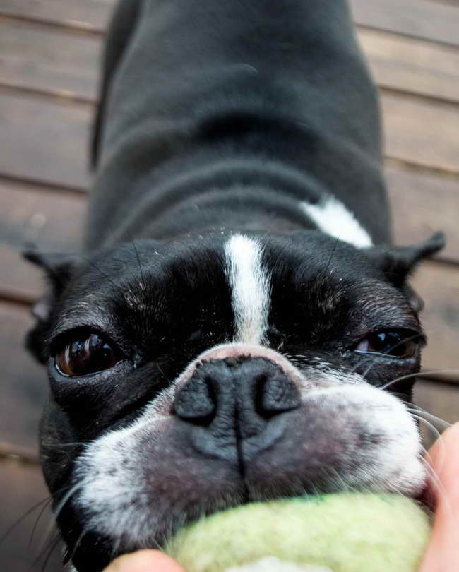 Boston Terrier Dog Toy