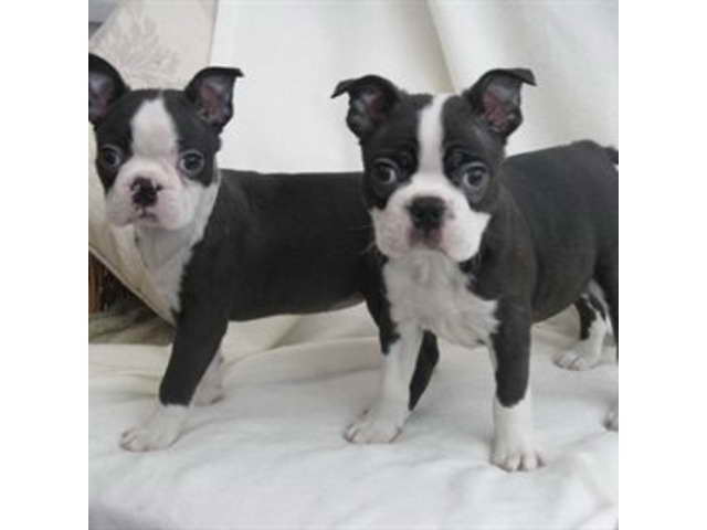 Boston Terrier Dogs For Sale