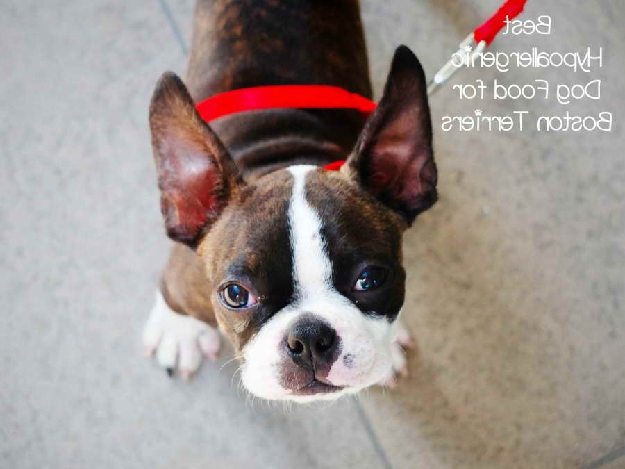 Boston Terrier Food Allergies