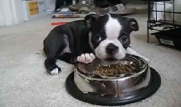 Boston Terrier Food Recommendations