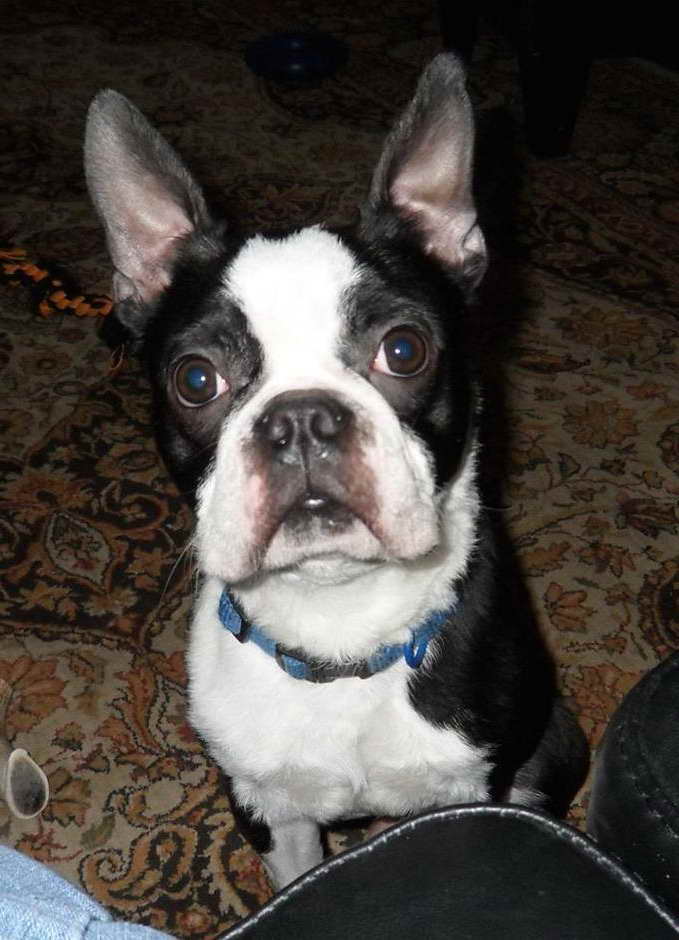 Boston Terrier For Adoption Near Me | PETSIDI