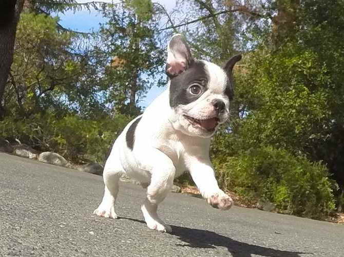 Boston Terrier For Sale Bay Area