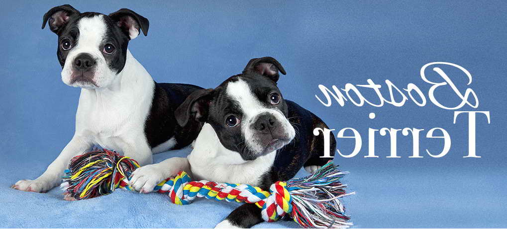 Boston Terrier For Sale In Miami