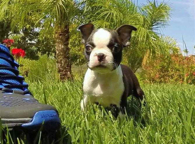 Boston Terrier For Sale In San Diego