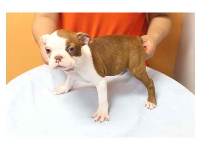 Boston Terrier For Sale Los Angeles