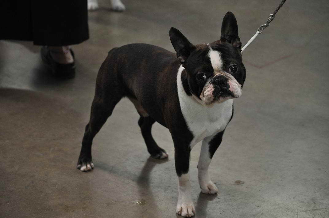 Boston Terrier For Sale Maryland