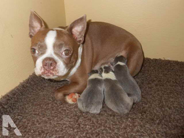 Boston Terrier For Sale Nc