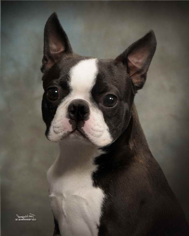Boston Terrier For Sale Nyc