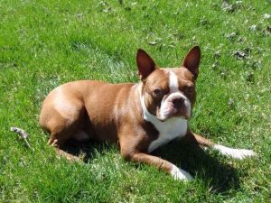 Boston Terrier For Sale Utah