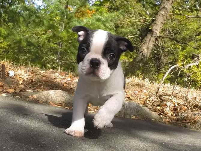 Boston Terrier For Sale Washington