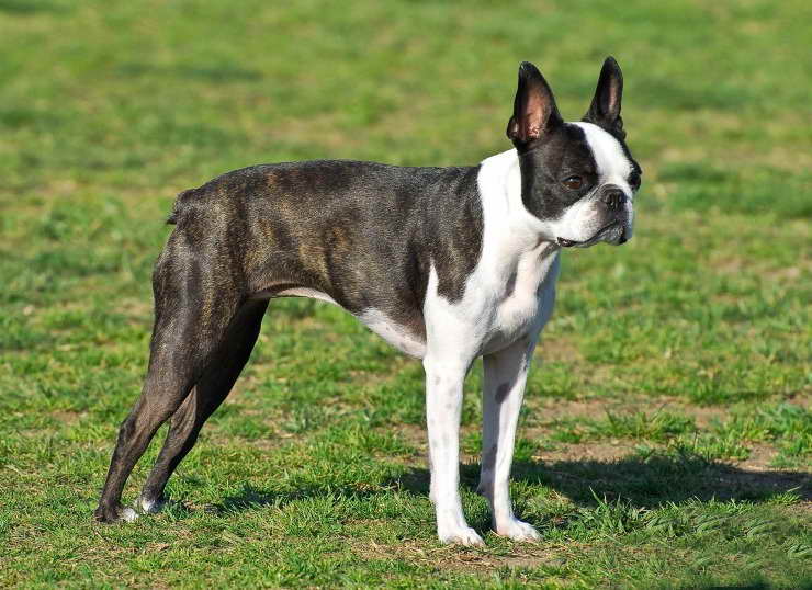 Boston Terrier For Sale