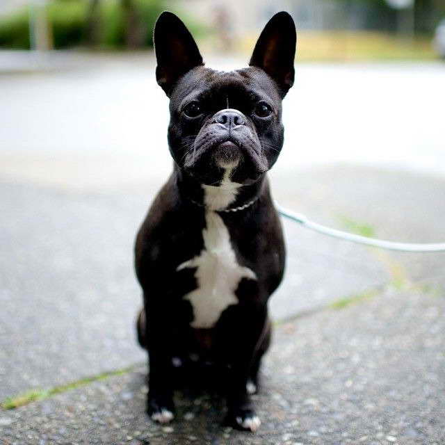 Boston Terrier French Bulldog Mix For Sale PETSIDI